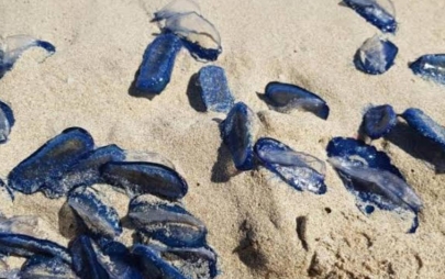 Alerta Protección Civil Rosarito Sobre la Presencia de Medusas Velero y Piden a la Ciudadanía Evitar Tocarlas