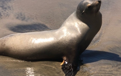 Gobierno Municipal de Playas de Rosarito Llama a la Ciudadanía a No Tocar Lobos Marinos Varados