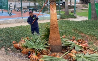 Ayuntamiento de Playas de Rosarito Realiza Poda de más de 300 Palmeras